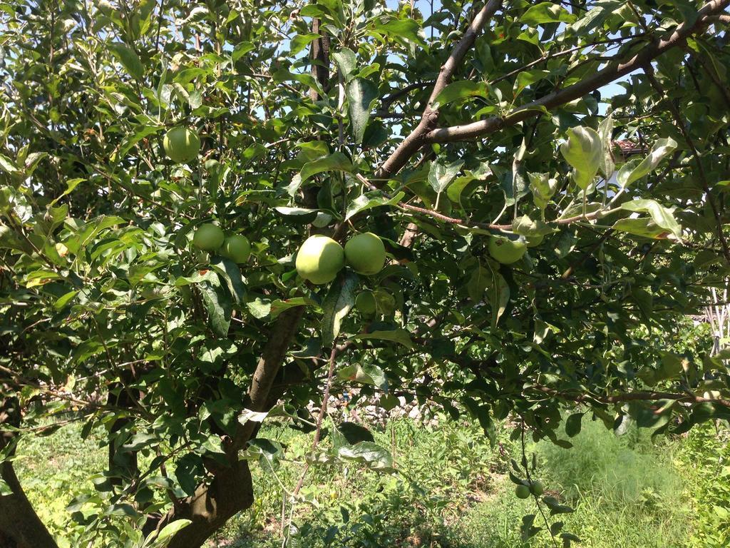 Pensjonat Eco Garten