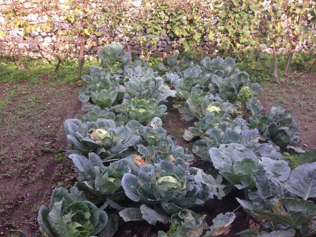 Eco Garten