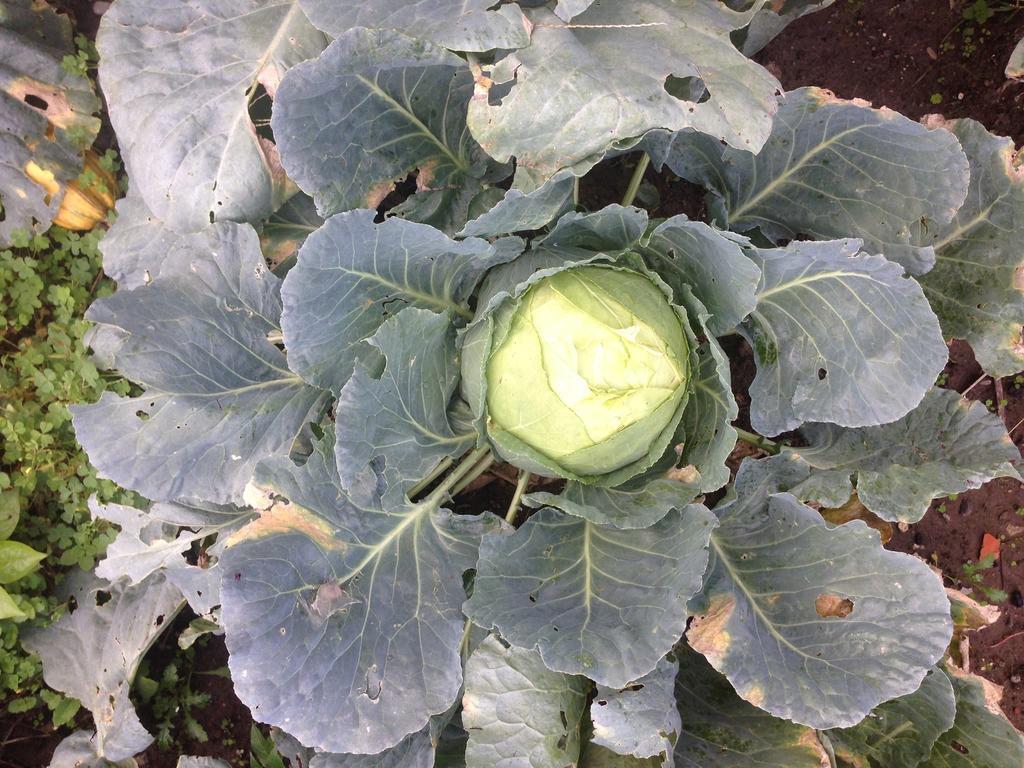 Eco Garten Szkodra